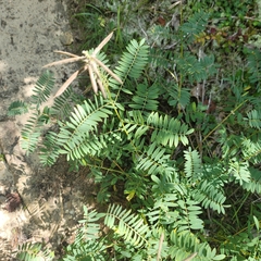 Tephrosia virginiana