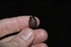 Corymbia gummifera