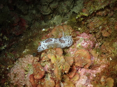 Peltodoris atromaculata