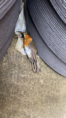 Erithacus rubecula