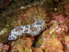 Peltodoris atromaculata