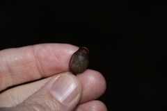 Corymbia gummifera