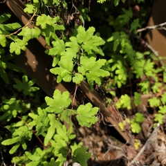 Lygodium palmatum