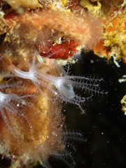 Sarcodictyon catenatum