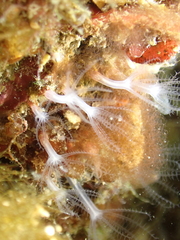 Sarcodictyon catenatum