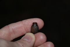 Corymbia gummifera
