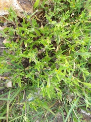 Melampodium sericeum