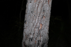 Corymbia gummifera