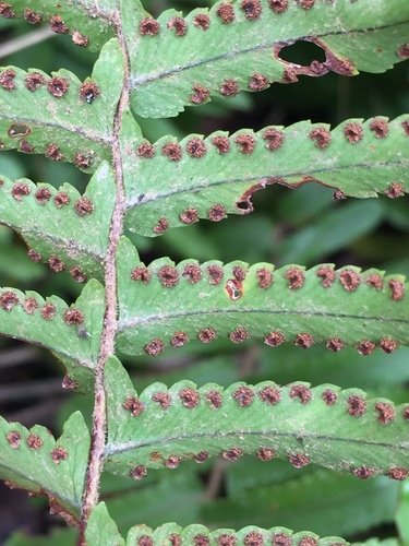 Nephrolepis brownii