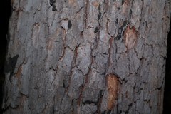 Corymbia gummifera