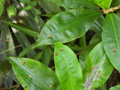 Choreutis amethystodes