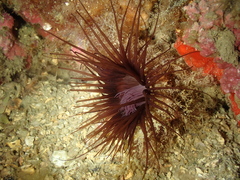 Cerianthus membranaceus