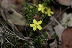 Hibbertia stricta