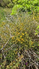 Pultenaea scabra