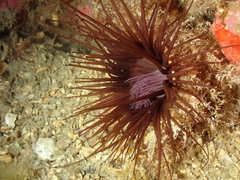Cerianthus membranaceus