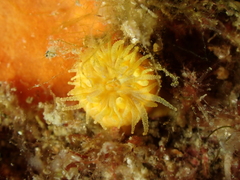 Balanophyllia regia
