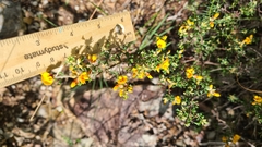 Pultenaea scabra