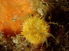 Balanophyllia regia