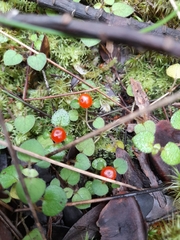 Nertera dichondrifolia