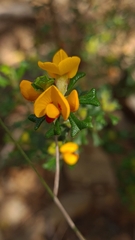 Pultenaea scabra
