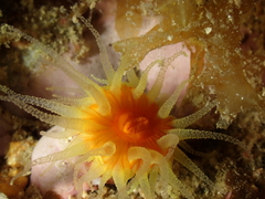 Balanophyllia regia