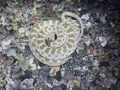 Hypsiglena chlorophaea