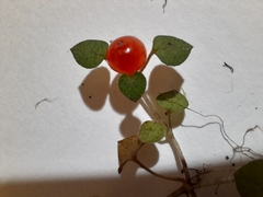 Nertera dichondrifolia