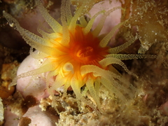 Balanophyllia regia