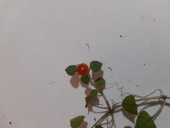 Nertera dichondrifolia