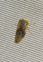 Idiocerus stigmaticalis