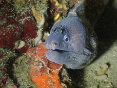 Muraena helena