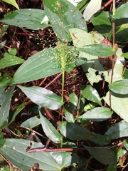 Panicum brevifolium