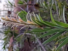 Melaleuca viminalis