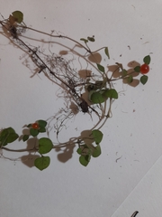 Nertera dichondrifolia