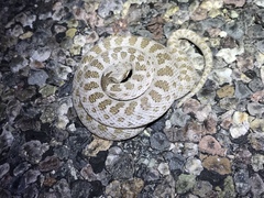 Hypsiglena chlorophaea