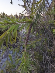 Melaleuca viminalis