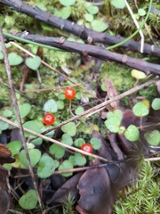 Nertera dichondrifolia