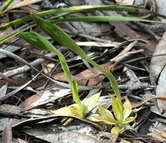 Pterostylis plumosa