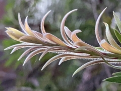 Melaleuca viminalis