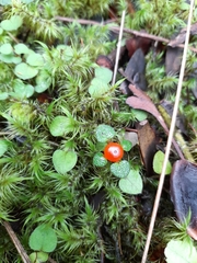 Nertera dichondrifolia