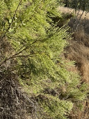 Baccharis sarothroides