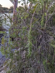 Melaleuca viminalis