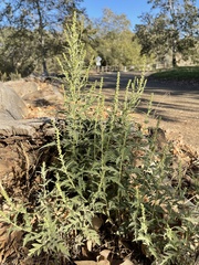 Ambrosia psilostachya