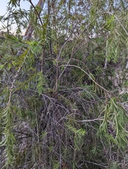 Melaleuca viminalis