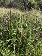 Dianella longifolia