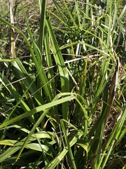 Dianella longifolia