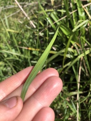 Dianella longifolia