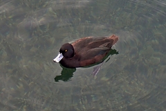 Aythya novaeseelandiae