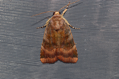 Noctua janthina