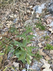 Pluchea odorata odorata